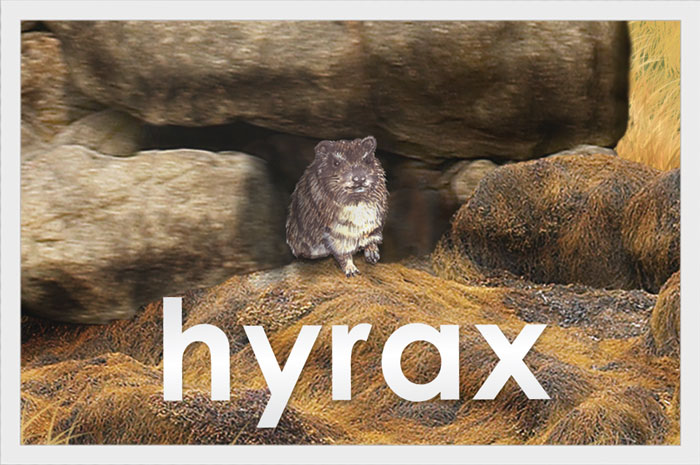 Hydrax