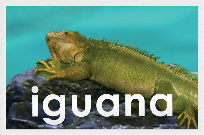 Iguana