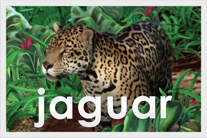 Jaguar