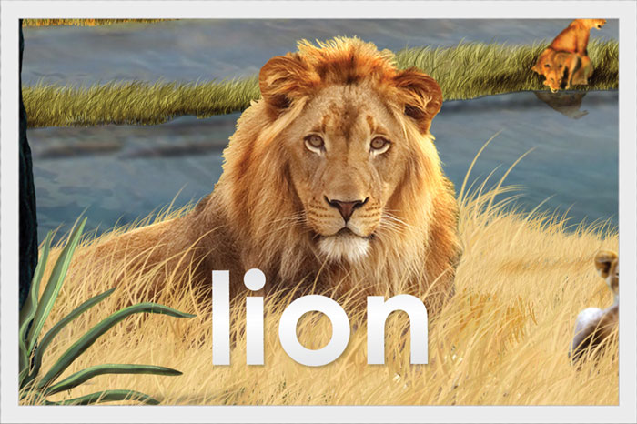 Lion
