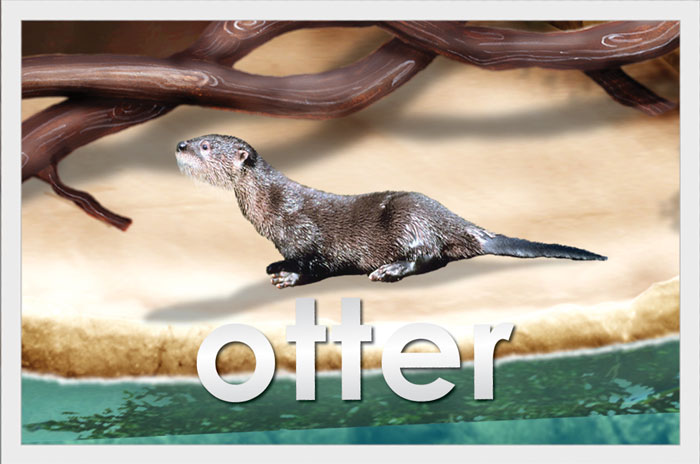 Otter