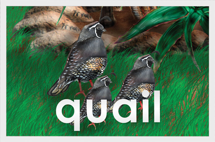 Quail