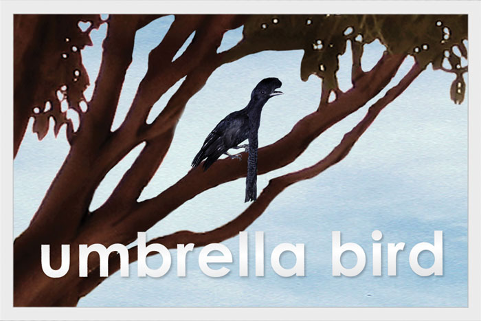 Umbrella Bird