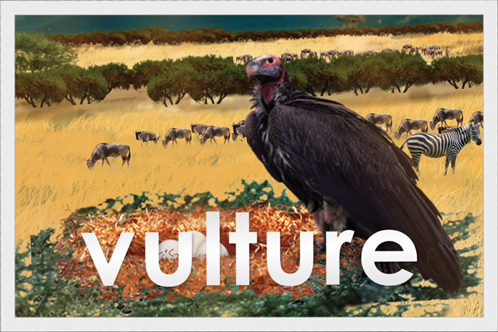Vulture