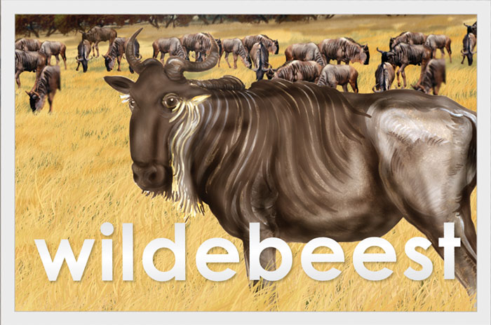 Wildebeest