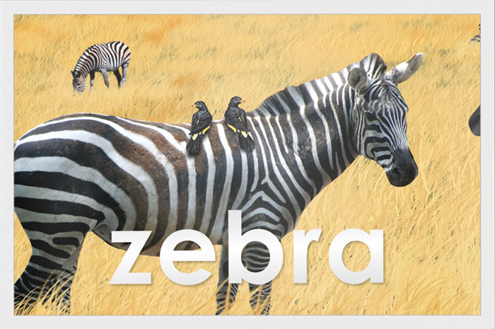 Zebra