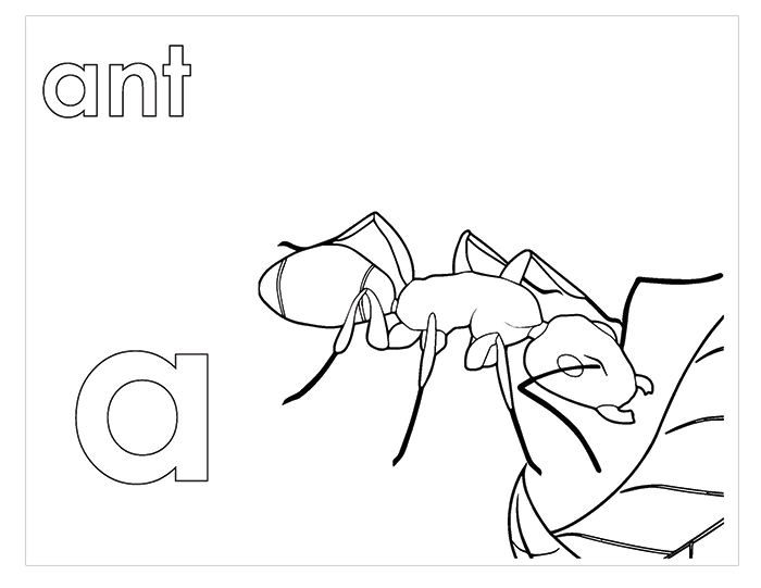 Activity Book