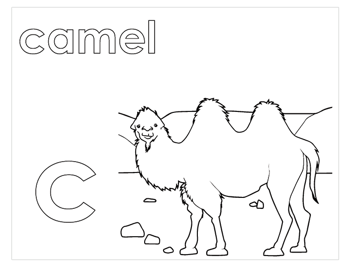 Activity Book