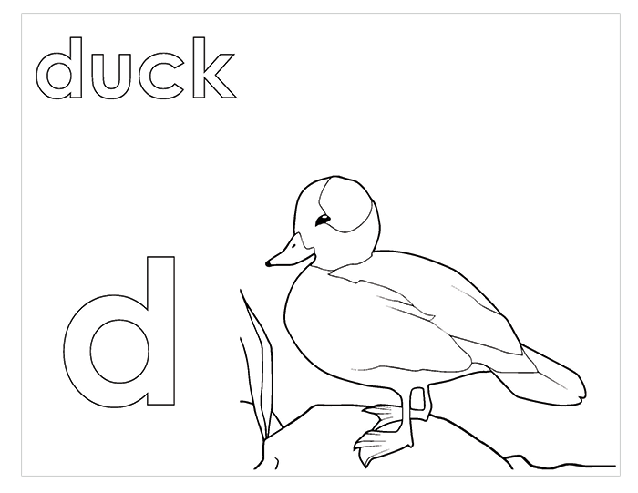 Activity Book
