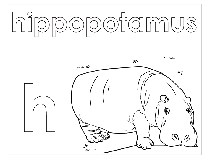 Activity Book