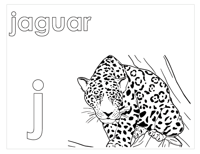 J - Activity Book