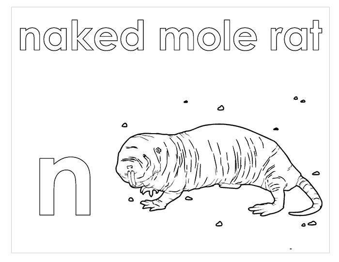 Activity Book