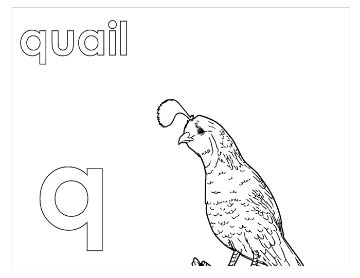 Activity Book