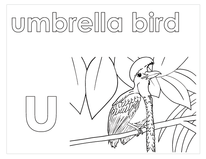 Activity Book