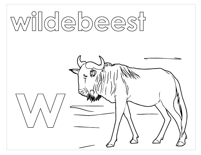 Activity Book