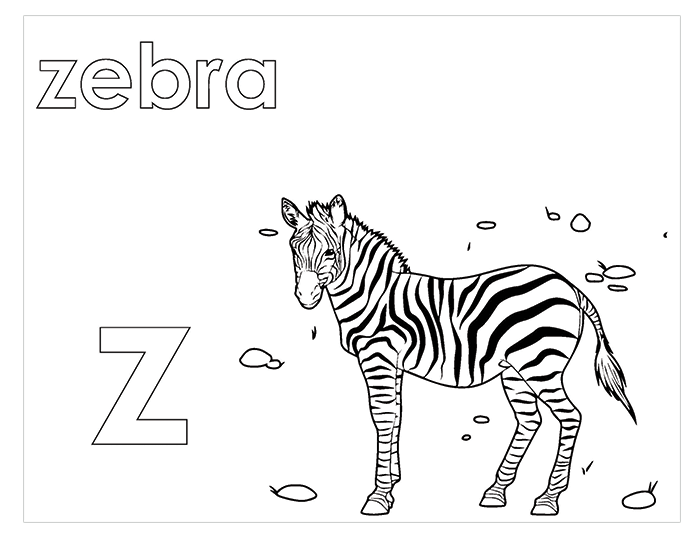Activity Book