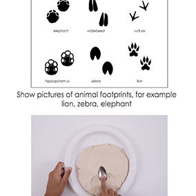 Animal Footprints
